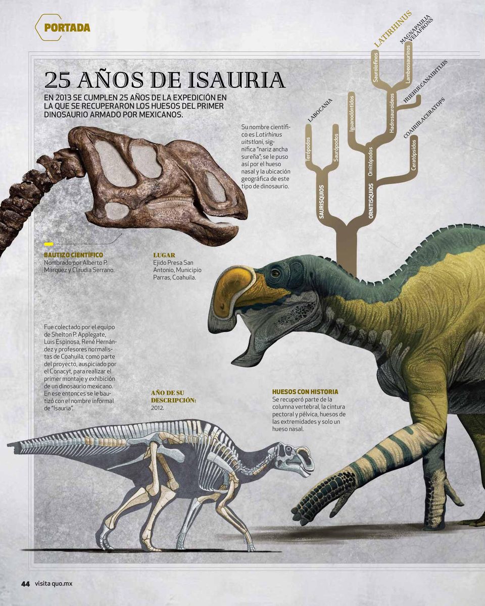 Terópodos LABOCANIA SAURISQUIOS Saurópodos Iguanodóntidos Ornitópodos ORNITISQUIOS Saurolofinos LATIRHINUS Hadrosauroideos MAGNAPAULIA VELAFRONS Lambeosaurinos HUEHUECANAUHTLUS COAHUILACERATOPS