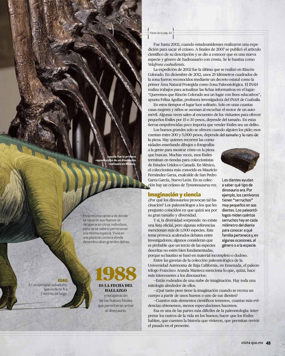 1988 ES LA FECHA DEL HALLAZGO y recuperación de los huesos fósiles que permitieron armar al dinosaurio. Fue hasta 2002, cuando estadounidenses realizaron una expedición para sacar el cráneo.