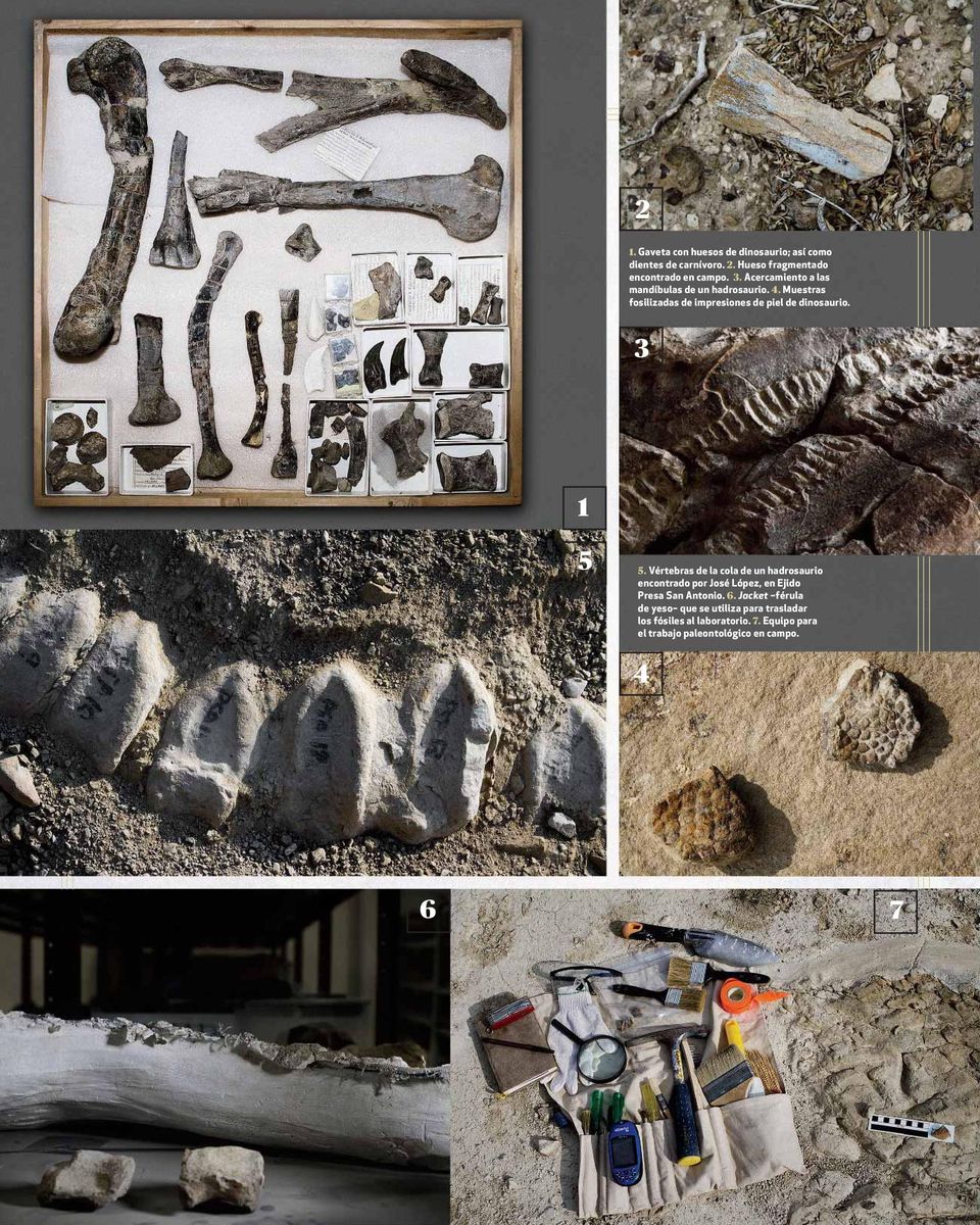 3 1 5 5. Vértebras de la cola de un hadrosaurio encontrado por José López, en Ejido Presa San Antonio. 6.
