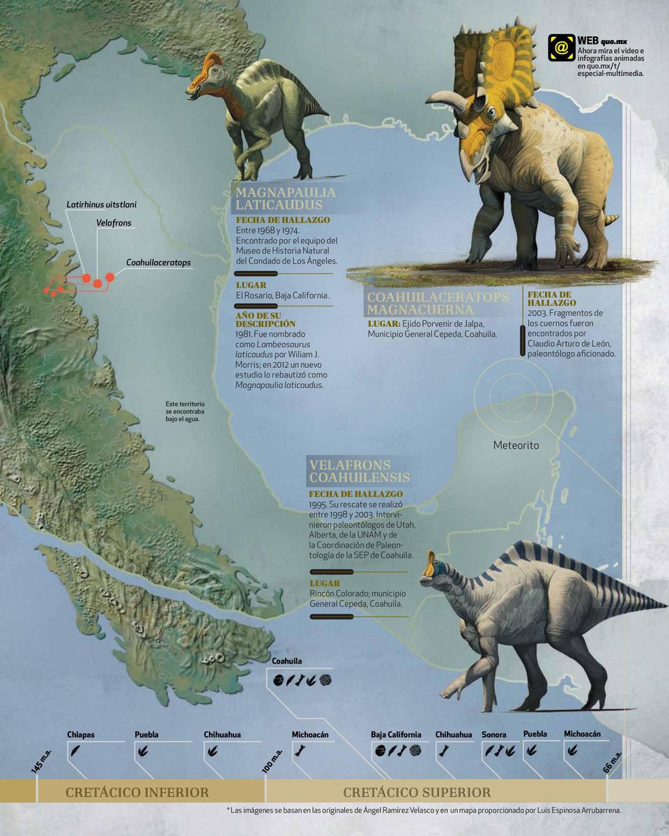 Fue nombrado como Lambeosaurus laticaudus por Wiliam J. Morris; en 2012 un nuevo estudio lo rebautizó como Magnapaulia laticaudus.