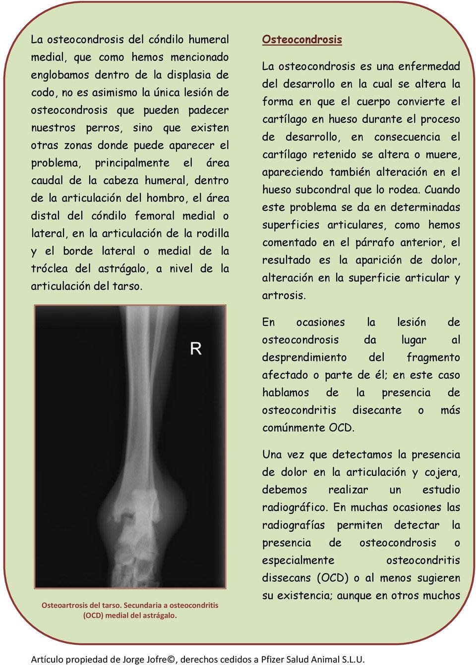 lateral, en la articulación de la rodilla y el borde lateral o medial de la tróclea del astrágalo, a nivel de la articulación del tarso.