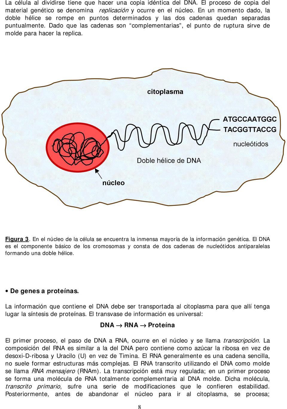 Dado que las cadenas son complementarias, el punto de ruptura sirve de molde para hacer la replica. citoplasma ATGCCAATGGC TACGGTTACCG nucleótidos Doble hélice de DNA núcleo Figura 3.