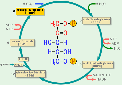 Fase oscura de la fotosíntesis. En la fase biosintética se usa la energía (ATP y NADPH), obtenidos en la fase luminosa para sintetizar materia orgánica a partir de inorgánica.