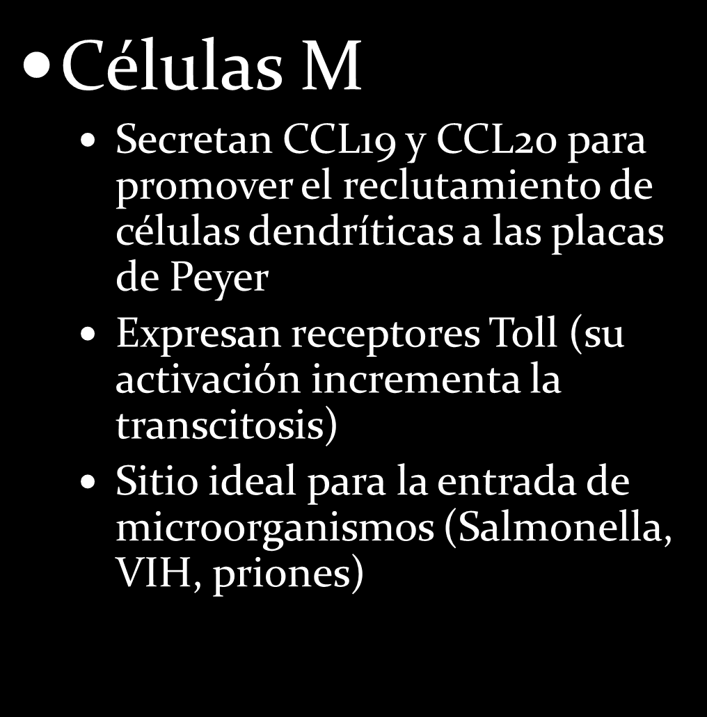 2007 March 14; 13(10): 1477 1486 Sistema inmune común de las mucosas: Sitios inductores Células M Secretan CCL19 y CCL20 para