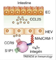 11 2008 Sistema inmune común de las mucosas Conexión entre sitios inductores y sitios efectores Linfocitos T activados en la