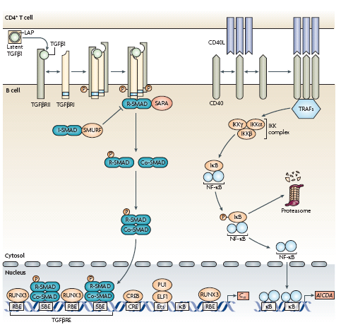 Cerutti Nat Rev Immunol 2008, 8:421 Sistema inmune común de las mucosas : Control de la producción de IgAs Producción de IgA dependiente de células T Participación de señales dependiente de TGF-b y