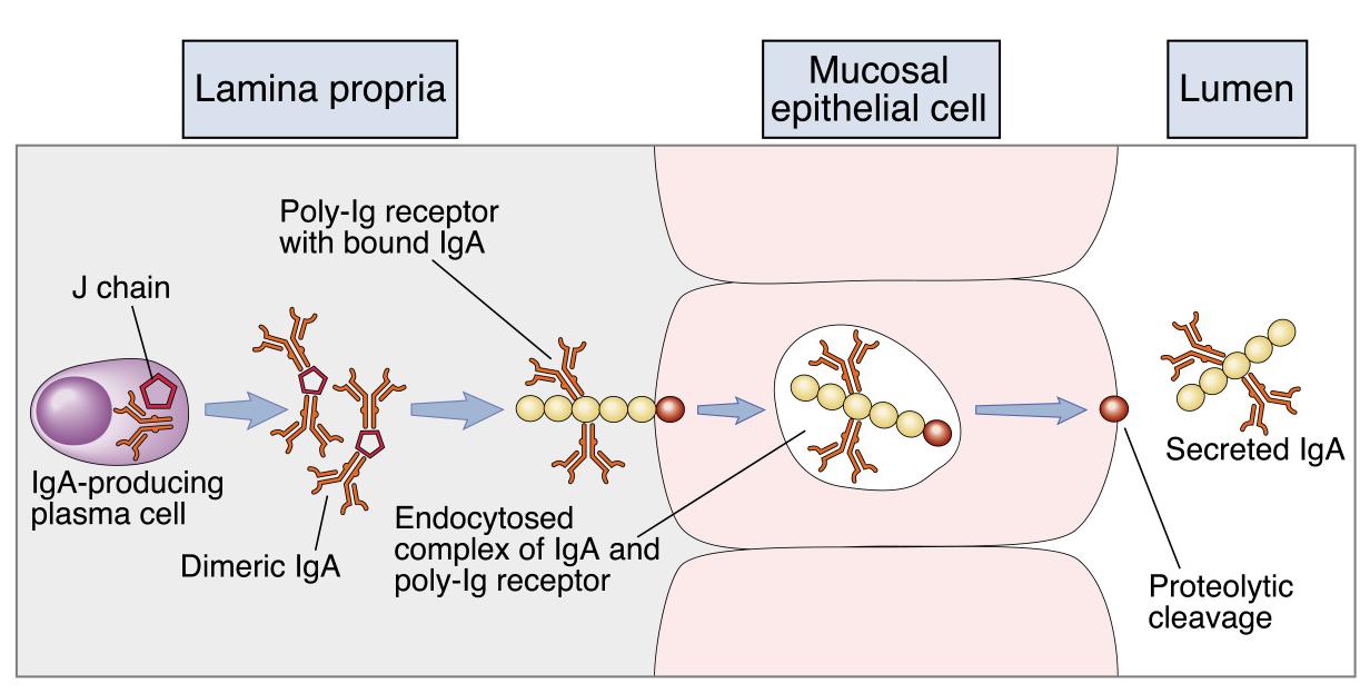 asociación con el receptor de inmunoglobulina polimérica (pigr) Favorece transcitosis de IgA