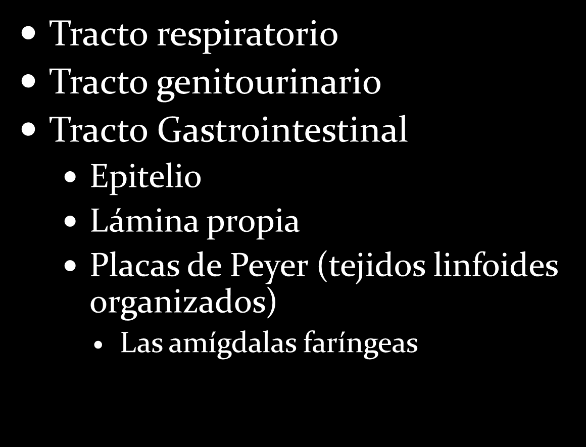 Gastrointestinal Epitelio Lámina propia Placas de Peyer