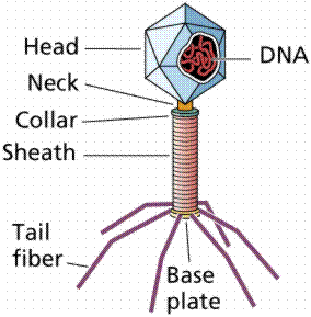 Carecen de estructura celular Virus El material genético esta formado por un solo tipo de ácido nucleico (ADN o ARN) y esta protegido con una cubierta proteica.