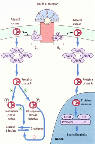 AMPc, 2 mensajero Hormona + Receptor + Proteína G Adenilciclasa produce AMPc 4 AMPc activan a PROTEÍNA CINASA A PC-A activa a la GLUCOGENÓLISIS e inhibe a la