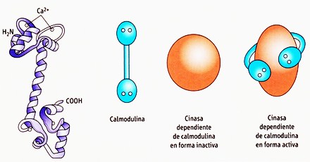Fuente: Bioquímica Médica 3ª. Ed.