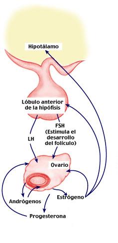 Fisiología FSH -> Granulosa -> Andrógenos a estrógenos Inhibina B Hormona