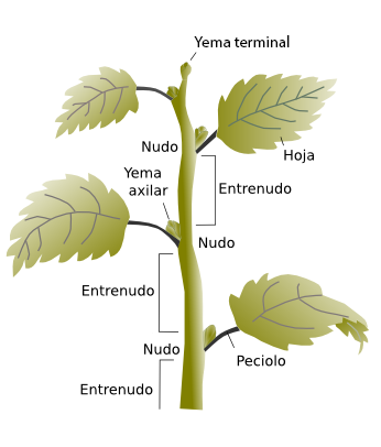 TALLO Parte de la planta - que sigue a la raíz. - suele crecer en sentido vertical hacia la luz del sol.