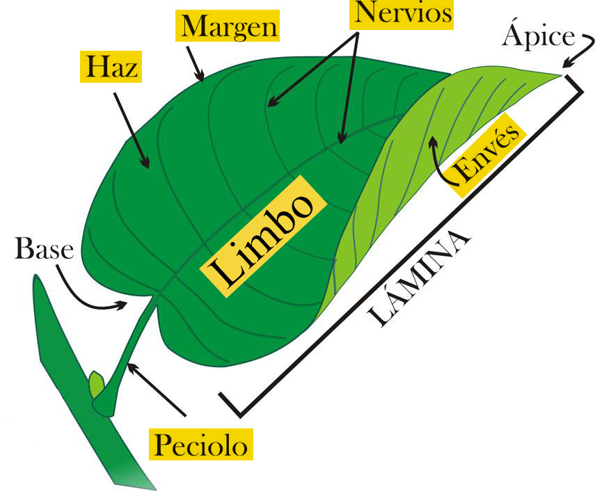 HOJA Una de las partes más importantes de la planta por ser la encargada de : realizar la fotosíntesis la respiración y la transpiración vegetal 1) Limbo (parte ancha de la hoja) - Nervios (canales