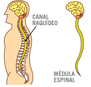 Anatomía fisiológica de la espalda La columna vertebral Funciones: Mantener la estructura corporal y permitir su movilidad 7