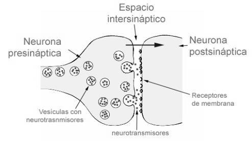 Una vez que este impulso nervioso alcanza el extremo del axón (la conexión con la otra célula), la propia neurona segrega un tipo de sustancia química llamada neurotransmisor, que se encuentran en el
