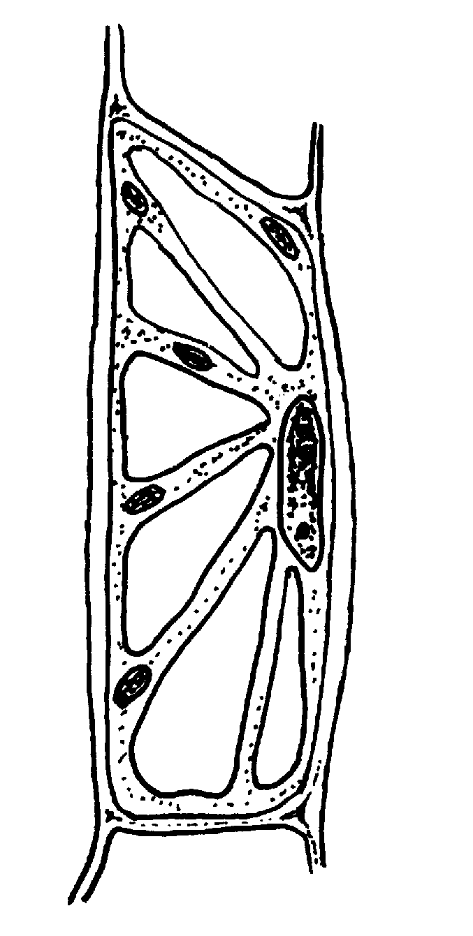 Vacuolas y otras estructuras en una célula vegetal.