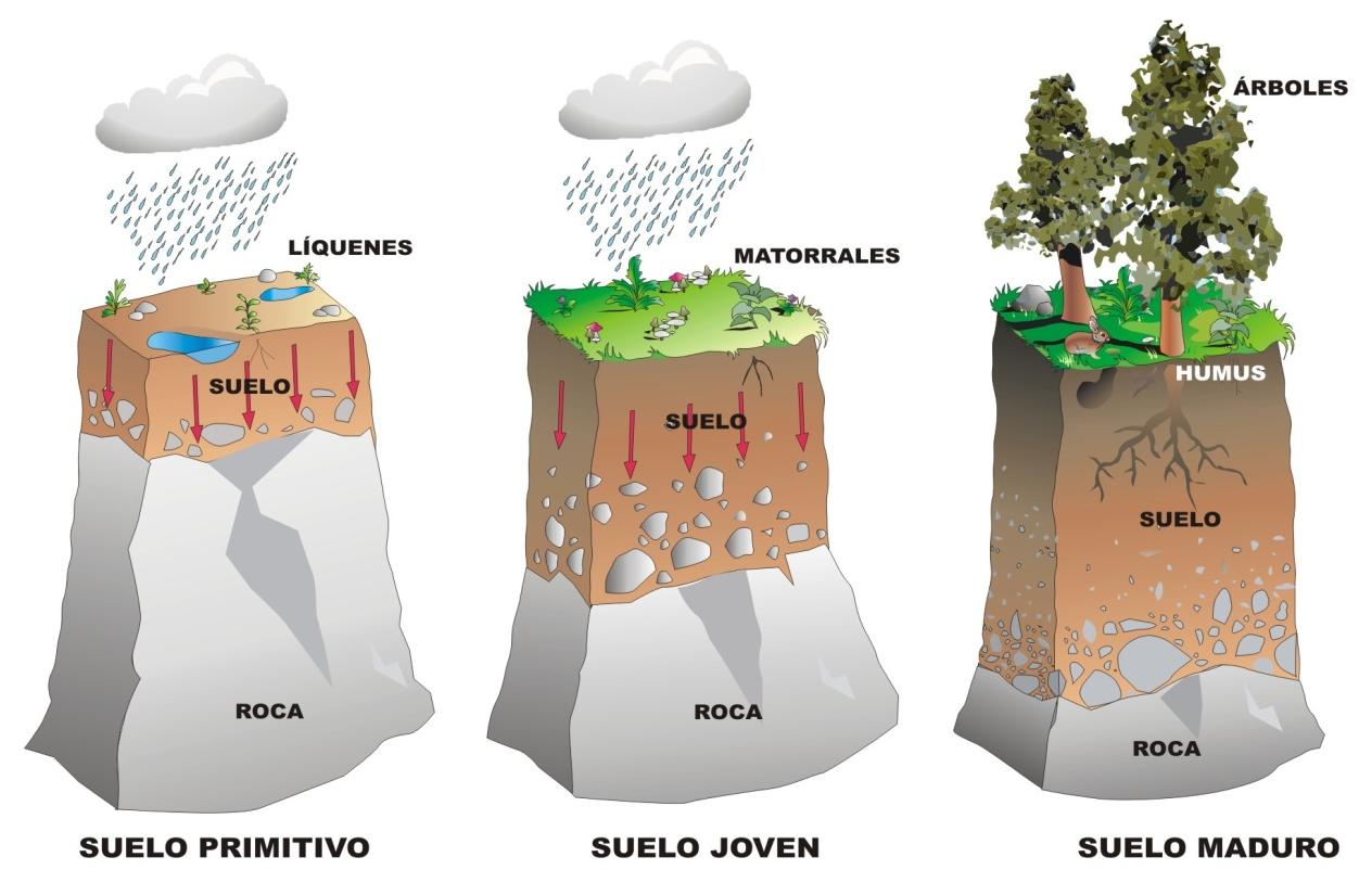 EL SUELO El suelo resulta de la descomposición de la roca madre, por factores climáticos y la acción de los seres vivos.