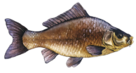Tres reyes Black bass Carpa Siluro La pesca y más posibilidades El black bass, o perca americana, es una de las especies de pesca con más éxito por su combatividad, astucia y carácter cambiante, que