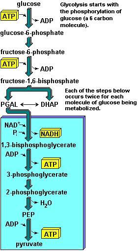 Glucólisis Es la conversión de glucosa en dos moléculas de ácido pirúvico (compuesto de 3 carbonos). Se usan dos moléculas de ATP, pero se producen cuatro.