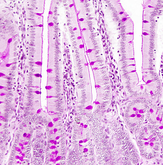 Las células caliciformes son glándulas unicelulares intraepiteliales que se encuentran dispersas entre las células del epitelio de revestimiento del intestino (delgado y grueso) y del aparato