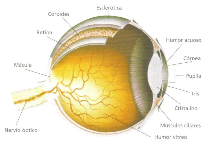10.7 El ojo humano Aunque el ojo es denominado a menudo el órgano de la visión, en realidad, el órgano que efectúa el proceso de la visión es el cerebro; la función del ojo es traducir las