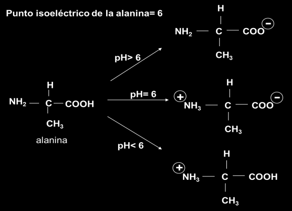 El ph en el cual un aminoácido tiende a adoptar la forma dipolar neutra, con tantas cargas positivas como negativas, recibe el nombre de punto isoeléctrico.
