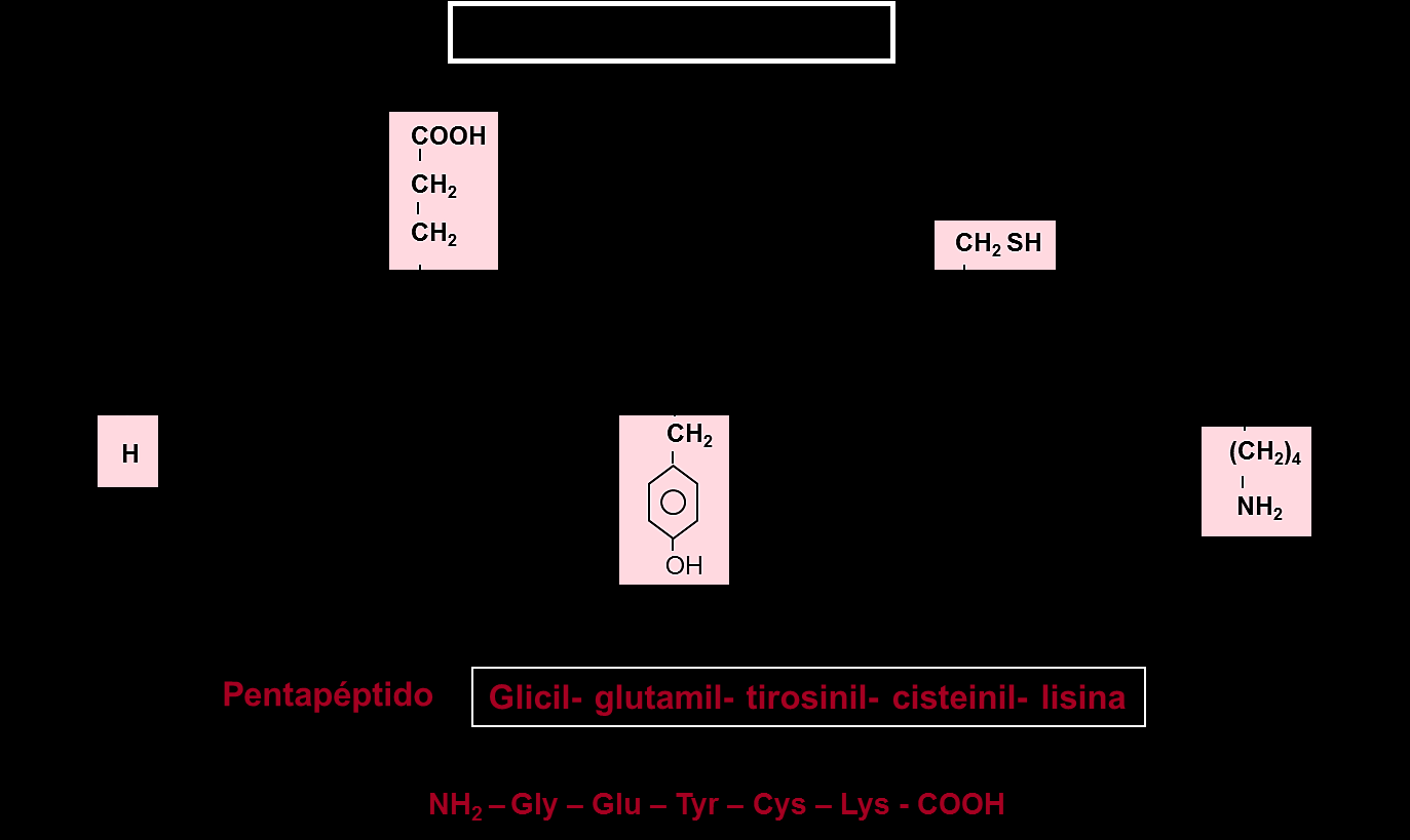 5.2.3. EL ENLACE PEPTÍDICO Es un enlace covalente que se establece entre el grupo carboxilo de un aminoácido y el grupo amino del siguiente, desprendiéndose una molécula de agua.