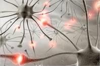 A) LAS NEURONAS Cómo se transmite el impulso nervioso en la sinapsis?