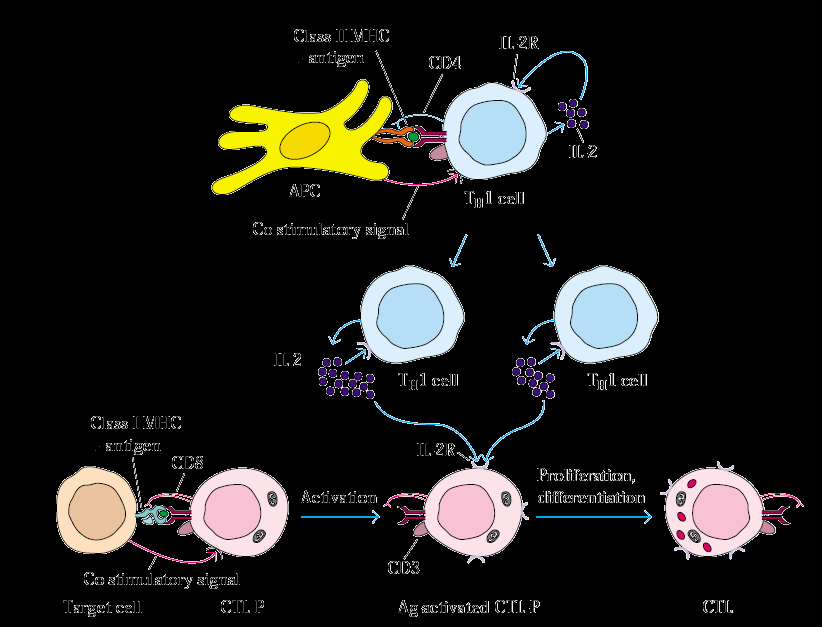 La respuesta inmune celular Linfocitos T- Citotóxicos Matan células que contienen proteínas extrañas, lisándolas o estimulando su apoptosis Su proliferación es estimulada por linfocitos T-Helper Los