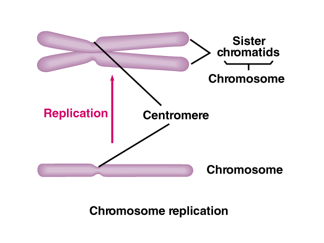 Cada cromosoma consiste de dos cromátidas