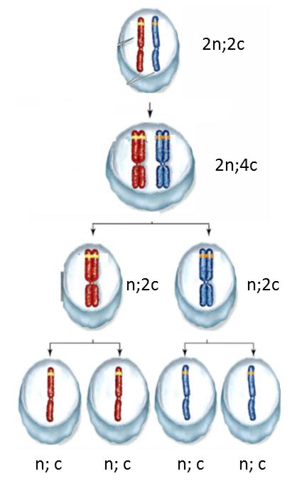 1 La división celular meiótica La meiosis es otra forma de división celular que se da solo en las células sexuales (gametos) de aquellos organismos que se reproducen sexualmente.