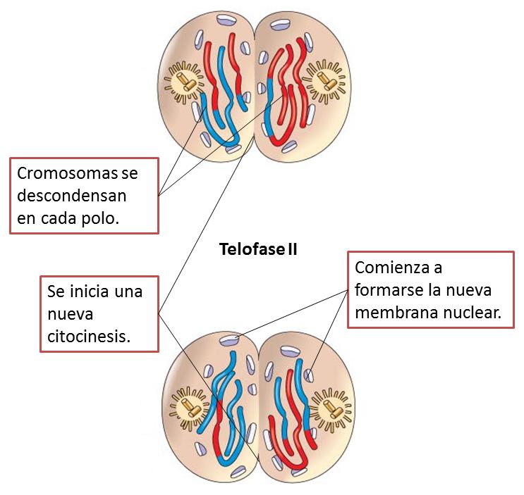 13 Etapas de la meiosis: Telofase II Los cromosomas simples se ubican en sus respectivos polos, comienza a desintegrarse el