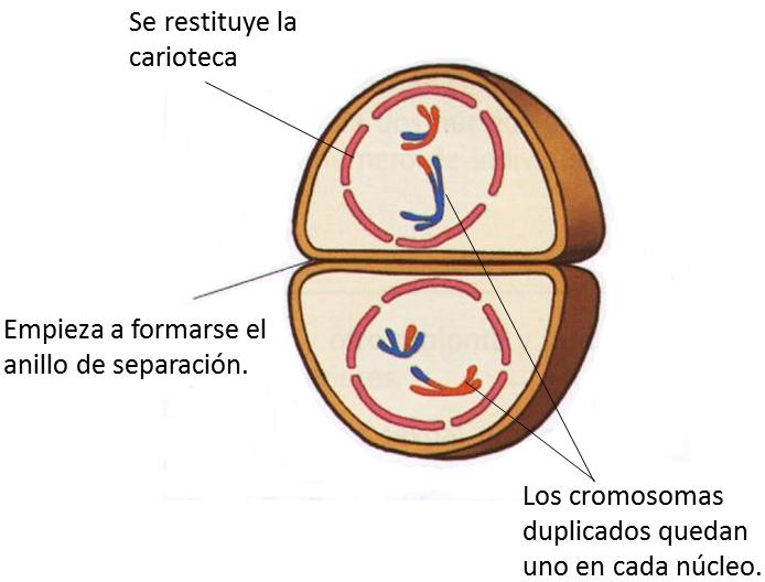 8 Etapas de la meiosis: Telofase I La telofase I se caracteriza porque el huso desaparece y se forman dos grupos de cromosomas, alrededor de los cuales se restituye la