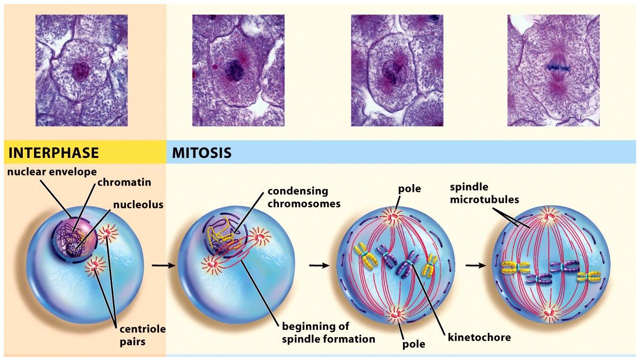 Resumen mitosis