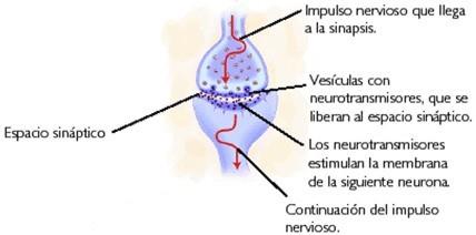 Función: la función de la neurona es la de llevar información de un lado a otro del organismo mediante impulsos nerviosos.