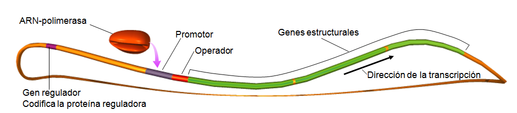 La proteína reguladora se llama REPRESOR porque cuando se une al operador impide que la ARN-polimerasa se pueda unir al ADN y con ello imposibilita la transcripción.