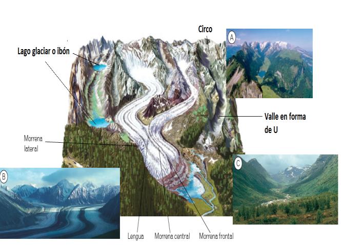 Los glaciares alpinos meteorizan por gelifracción, tienen erosión lateral y de fondo, también transporta y sedimenta los materiales formando morrenas.