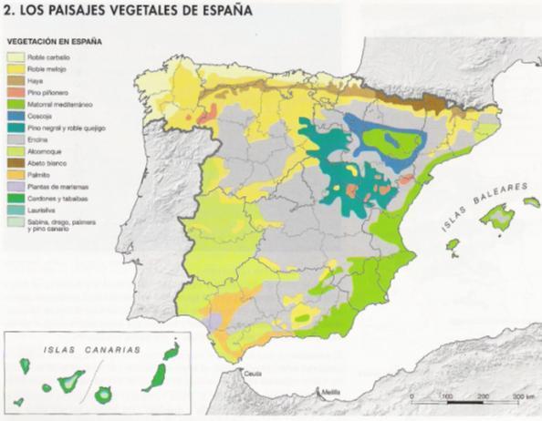 Las vegetación se dispone en comunidades, cuyo conjunto constituye el paisaje vegetal de una zona. En España existen diversos paisajes vegetales.