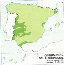 Alcornocales Hojas y