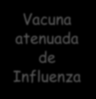 Vacunas contraindicadas en mujeres embarazadas BCG Varicela Zoster Trívirica Vacuna atenuada