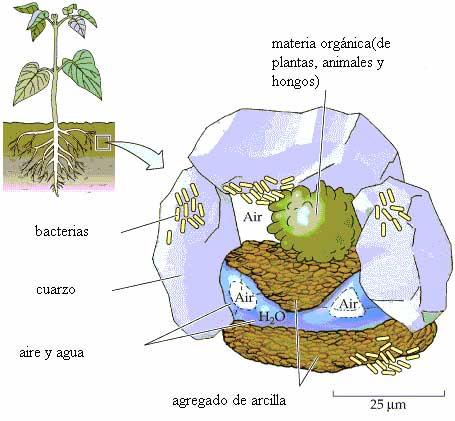 Promueve una buena estructura del suelo CONTENIDO DE MATERIA ORGÁNICA La materia orgánica contribuye al crecimiento vegetal mediante sus