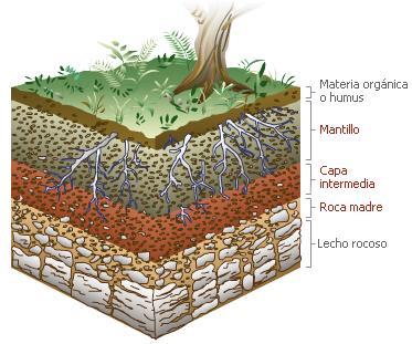 El suelo: propiedades físicas Profundidad Textura Permeabilidad Condicionan la elección de especies y su productividad.