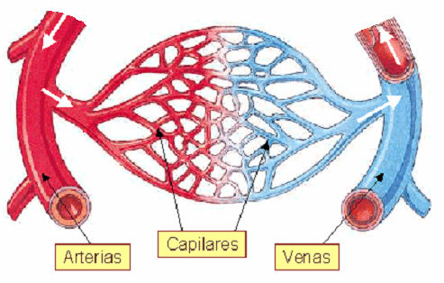 Cada aurícula está comunicada con el ventrículo del mismo lado mediante una válvula que controla el paso de la sangre. Los vasos sanguíneos Son los conductos por los que circula la sangre.