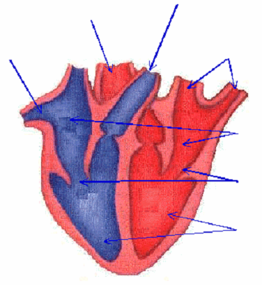 e) El corazón en un órgano del tamaño de un. f) Las llevan la sangre desde el hasta todas las partes del cuerpo. g) Las y los ventrículos del corazón están comunicados por. 3.