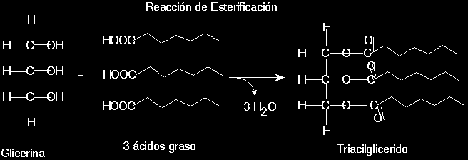 ESTERIFICACIÓN (reacción química que se produce entre