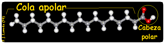 Ácido Graso Moléculas anfipáticas constituidas por: Una cadena hidrocarbonada (extremo hidrofóbico)
