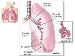 PUNTO 7º - EL APARATO RESPIRATORIO El aparato respiratorio es el encargado de tomar oxígeno, llevarlo a la sangre y eliminar, al mismo tiempo, el dióxido de