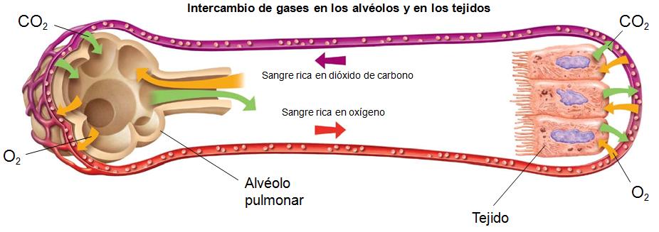 PUNTO 8º - EL INTERCAMBIO DE GASES Qué es el intercambio de gases?