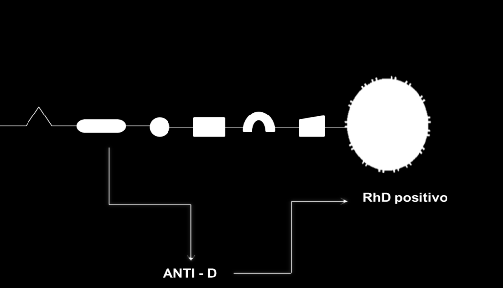 Los antígenos del sistema Rh son algunas veces responsables de reacciones por transfusión menos severas que el ABO.